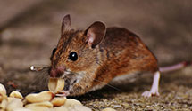 24 Hour & Emergency Exterminators in Titusville, FL